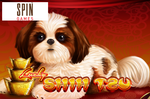 Lucky Shih Tzu